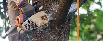 Best Lawn Pest Prevention  in Four Square Mile, CO